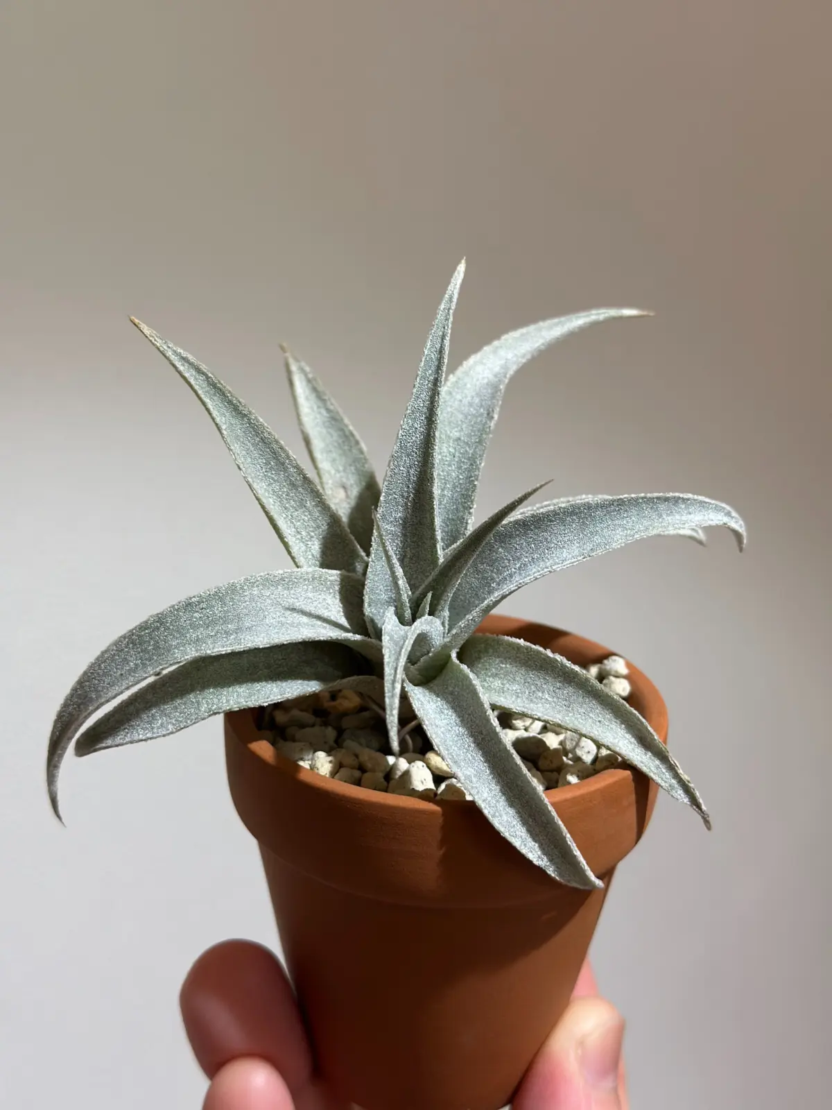 ティランジア　ミマミマ