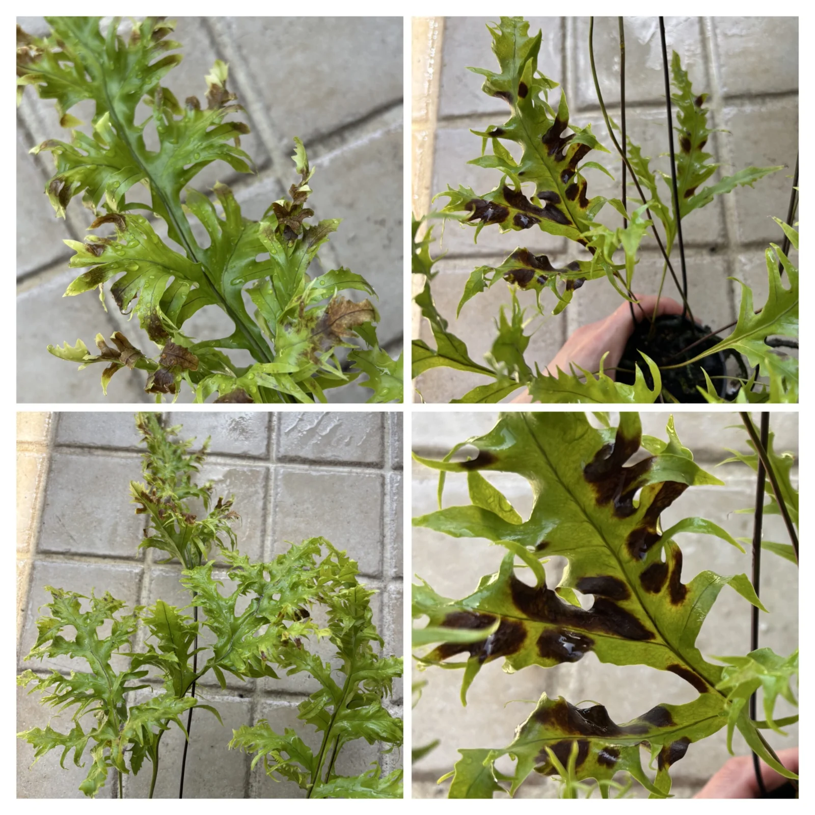 ミクロソリウム ハワイアンサンシャイン