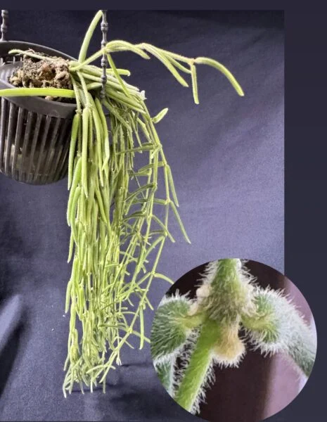 ホヤ　リネアリス