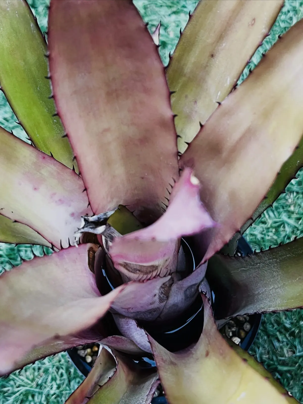 ネオレゲリア　エレウテロペタラ