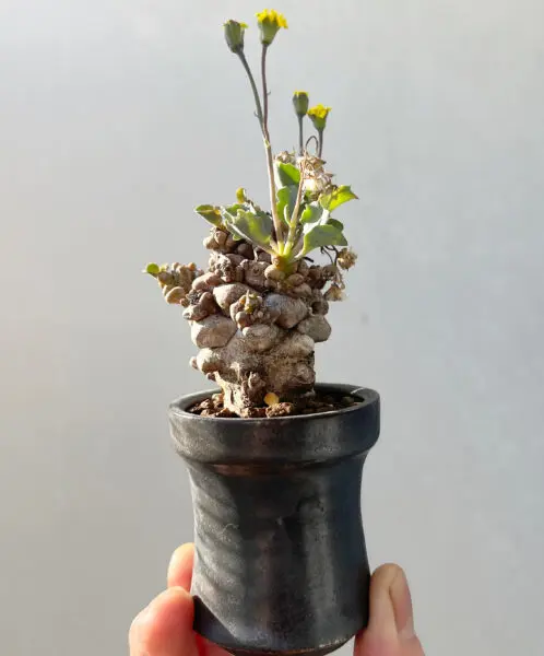 オトンナ ヘレー ヘレイ 塊根植物