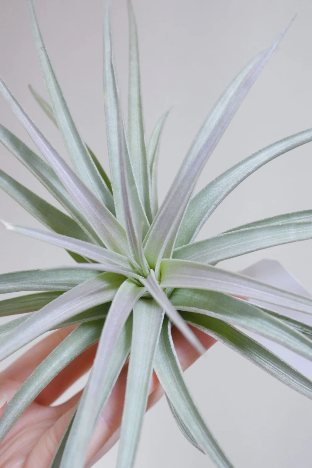 ティランジア　ジュクンダ