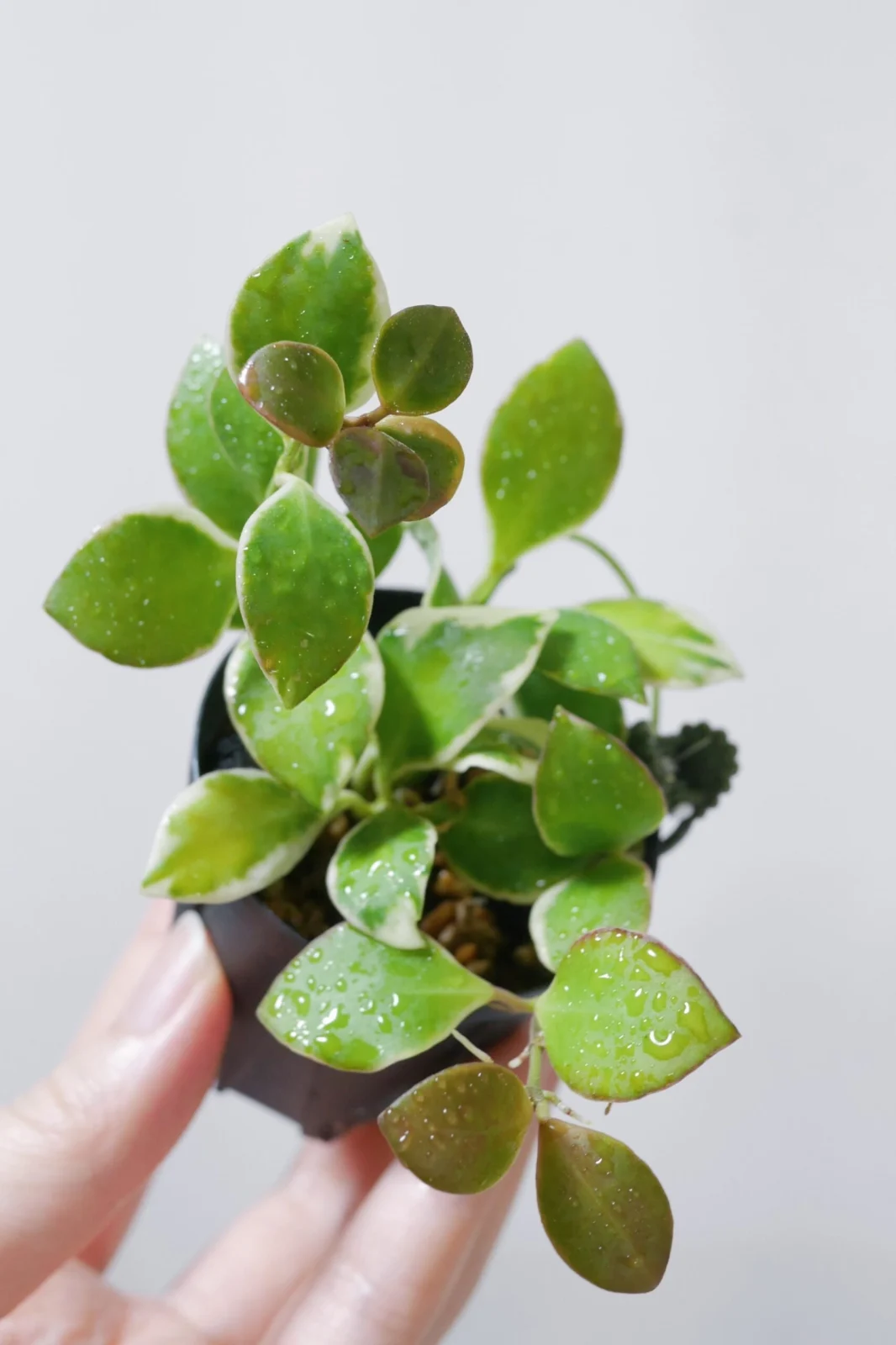 ホヤ　ヘウスケリアナ　アルボマルギナータ