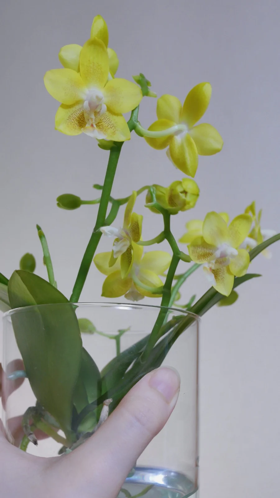 ファレノプシス　胡蝶蘭　カララ