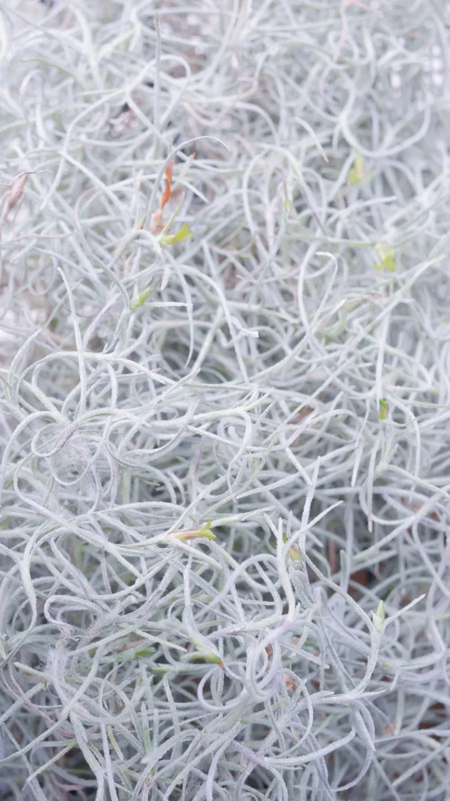 ティランジア　ウスネオイデス　花