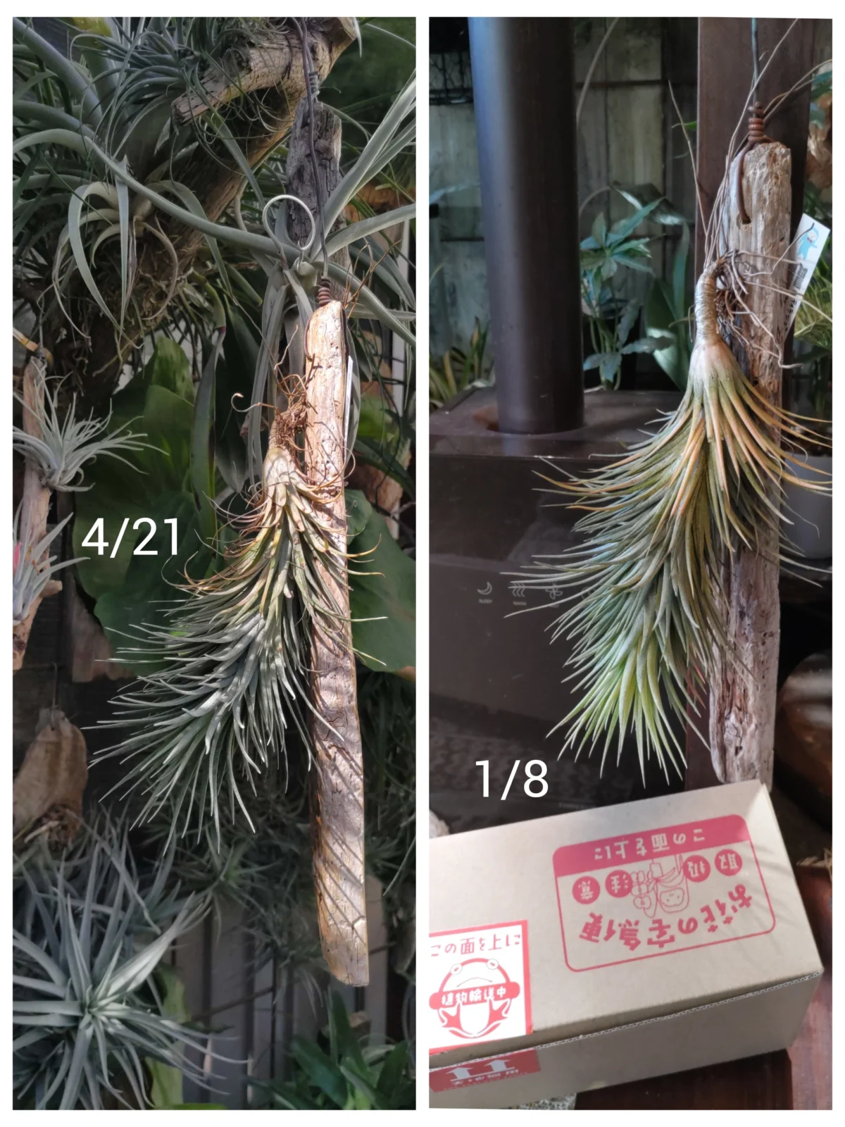 ティランジア　フンキアナ　イオナンタ