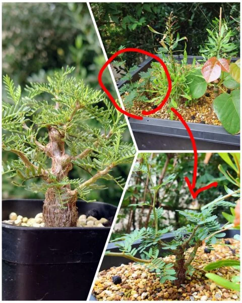 センナ　メリディオナリス　実生　塊根植物