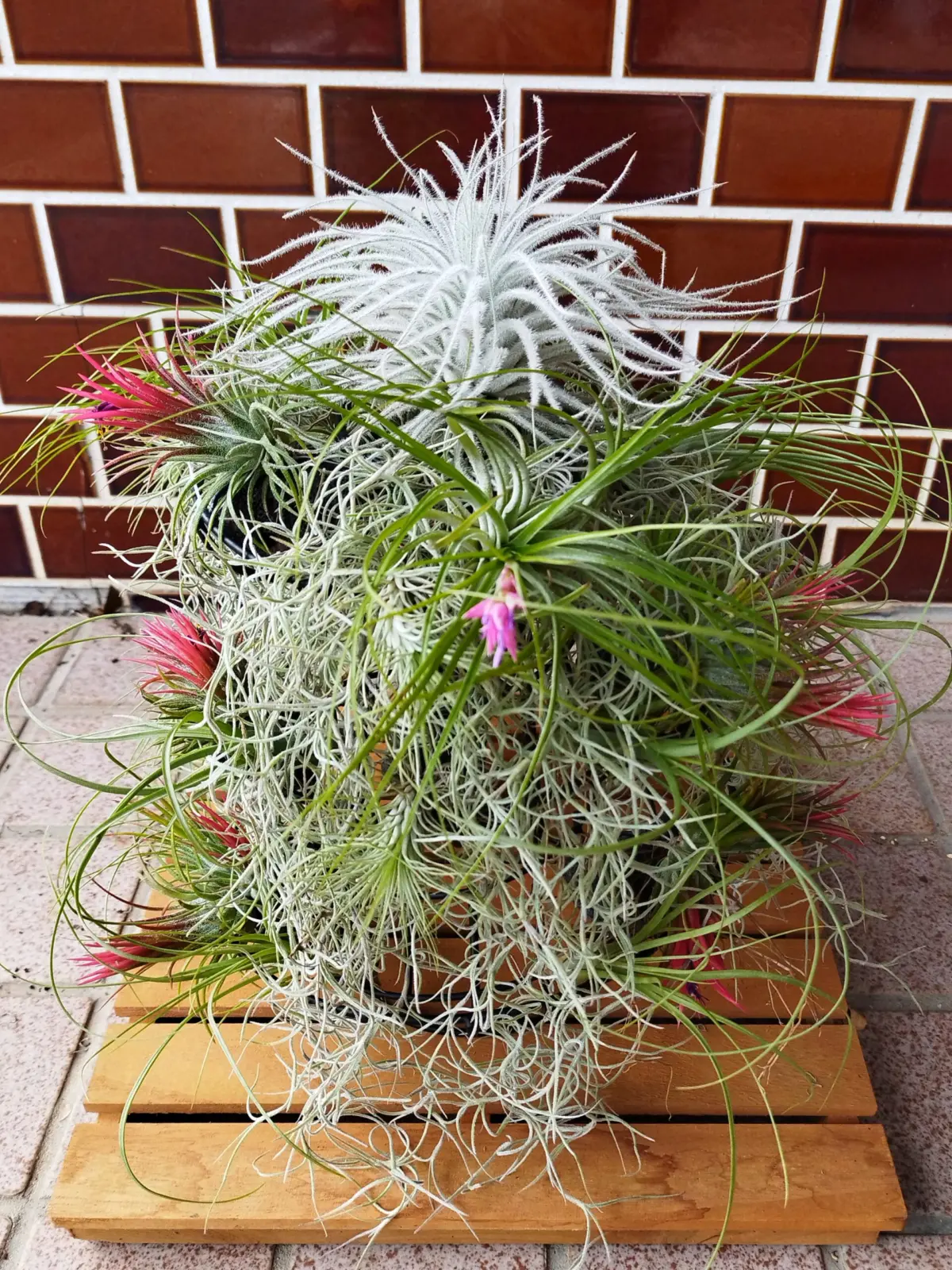 初投稿　ティランジア　クリスマスツリー仕立て　テクトラム　イオナンタフエゴ　ウスネオイデス