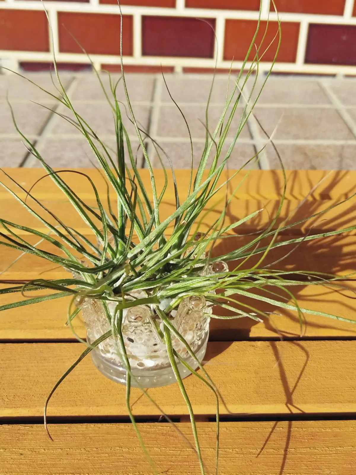 ティランジア　シーディアナ　キャンドル仕立て