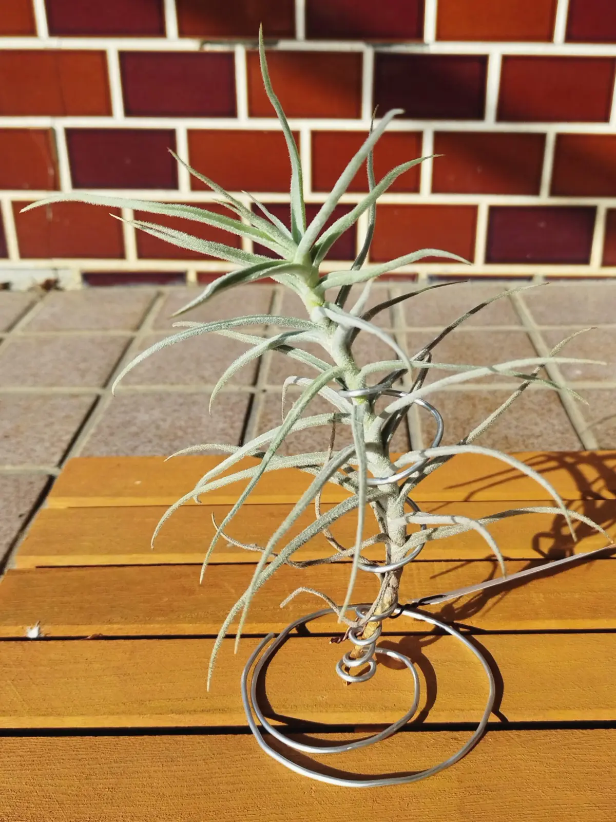 ティランジア パレアセア