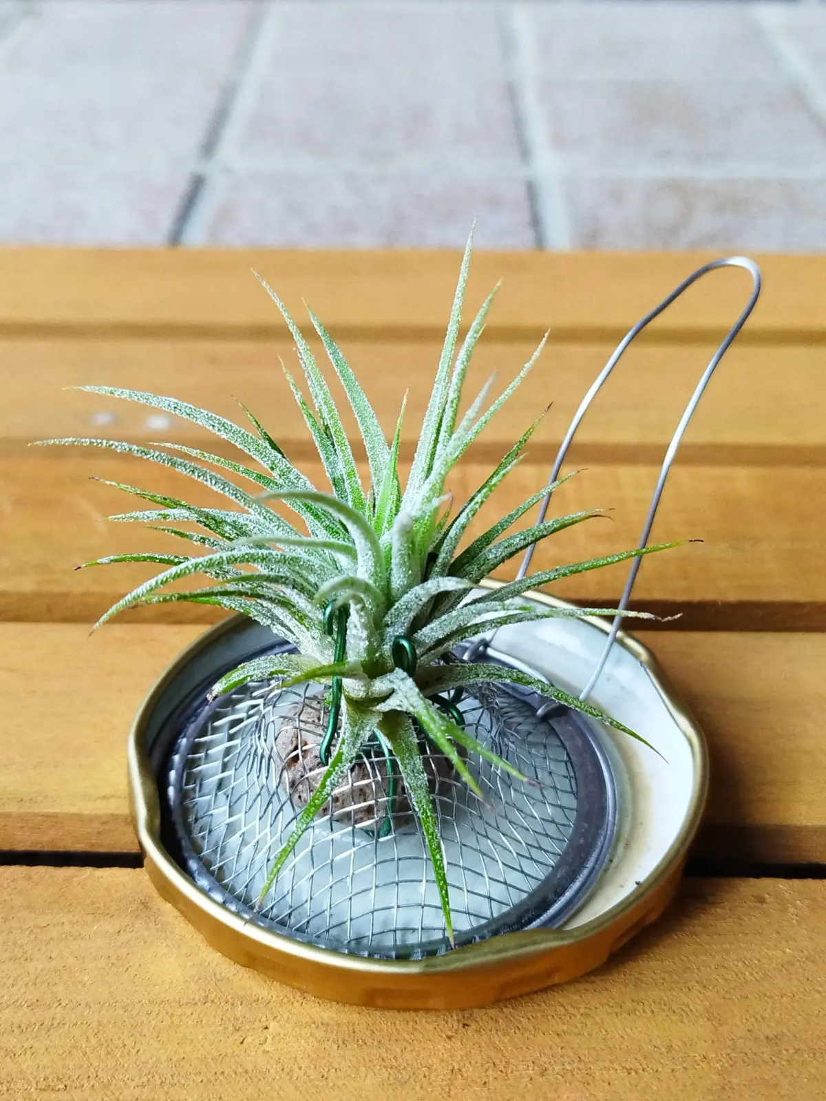 ティランジア　イオナンタ