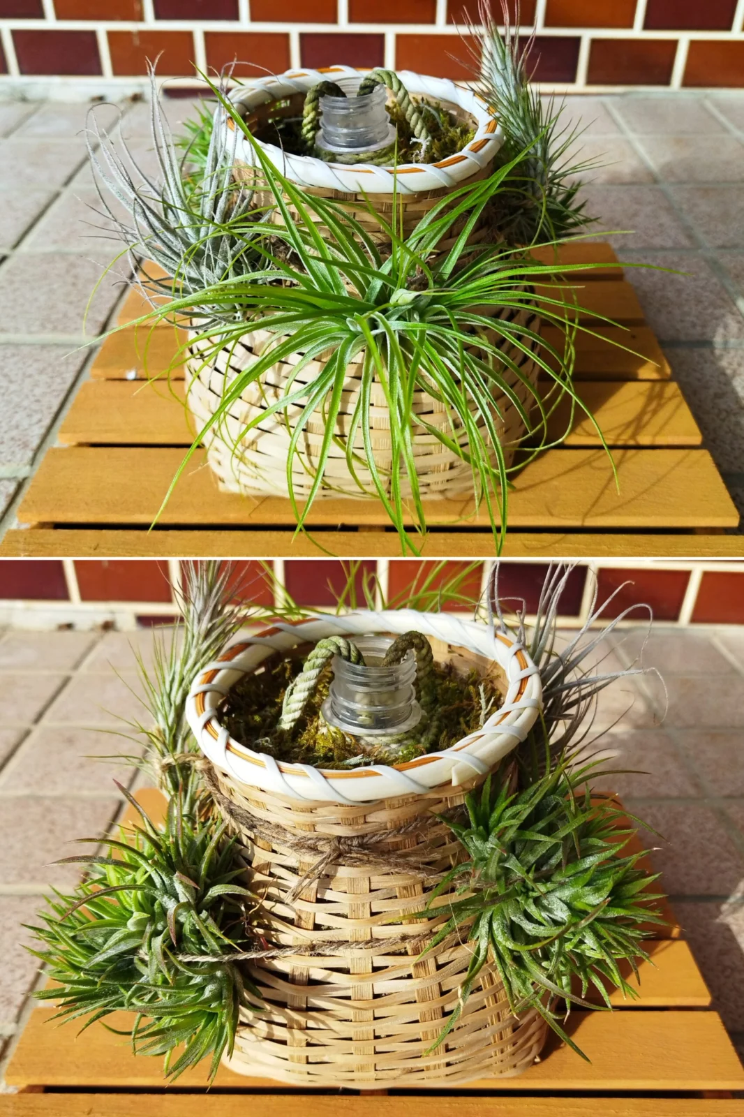 ティランジア　竹びく仕立て　ストリクタ　イオナンタ