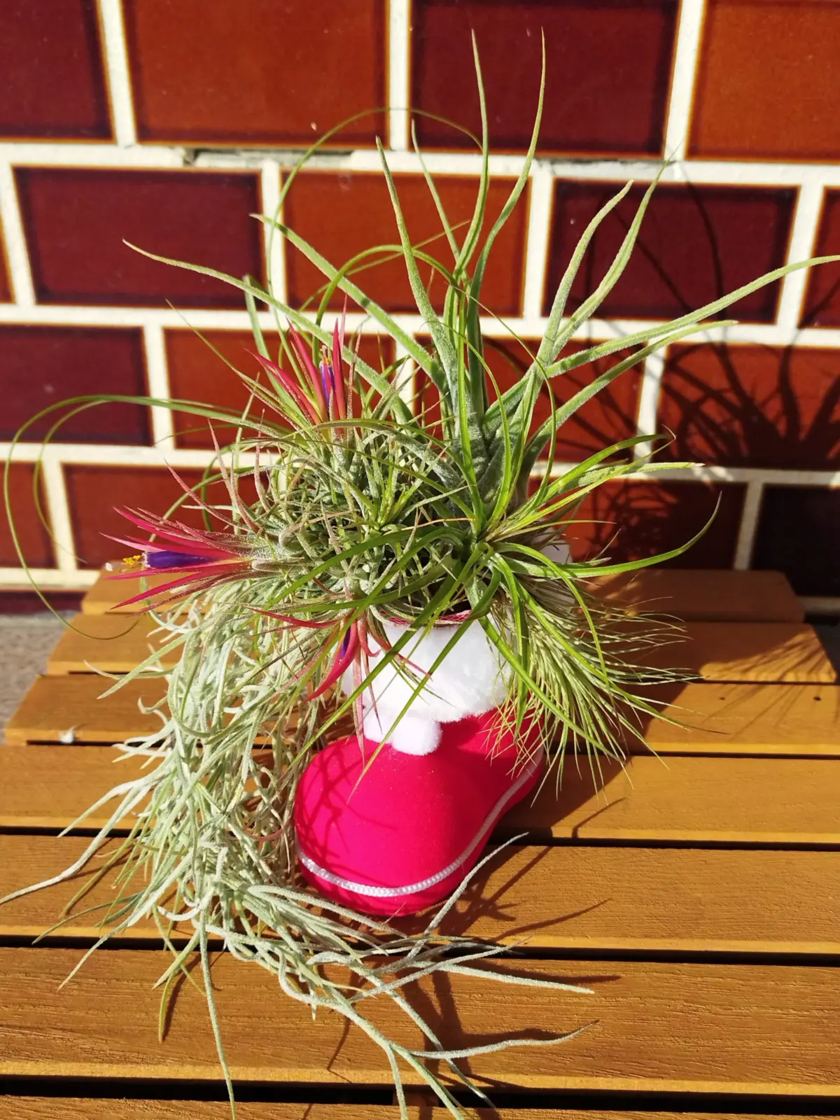 ティランジア　イオナンタ　プルイノーサ　クリスマス仕立て