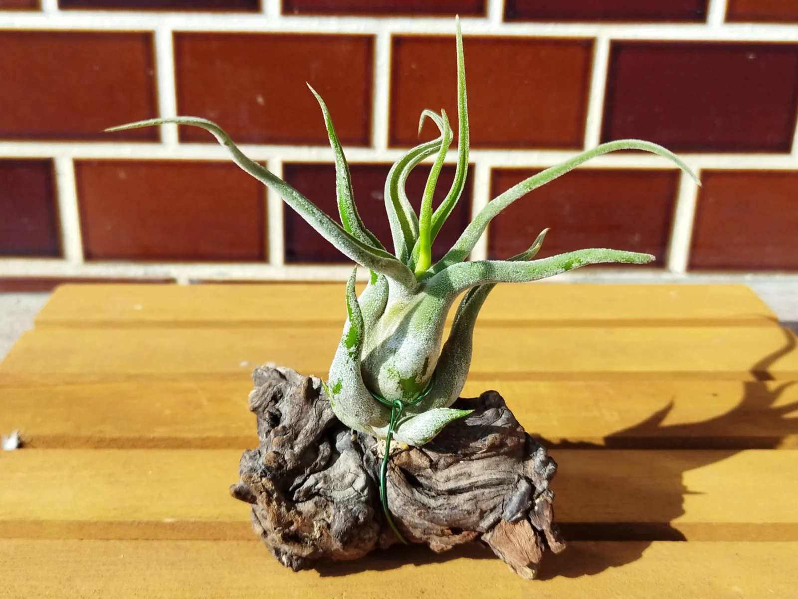 ティランジア カプトメデューサ 流木仕立て カプトメデューサエ