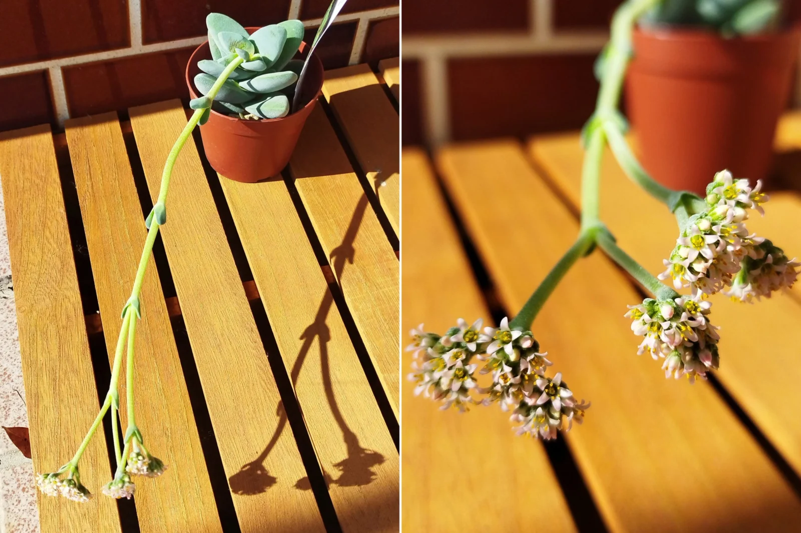 多肉植物 王妃神刀 クラッスラ 咲いた