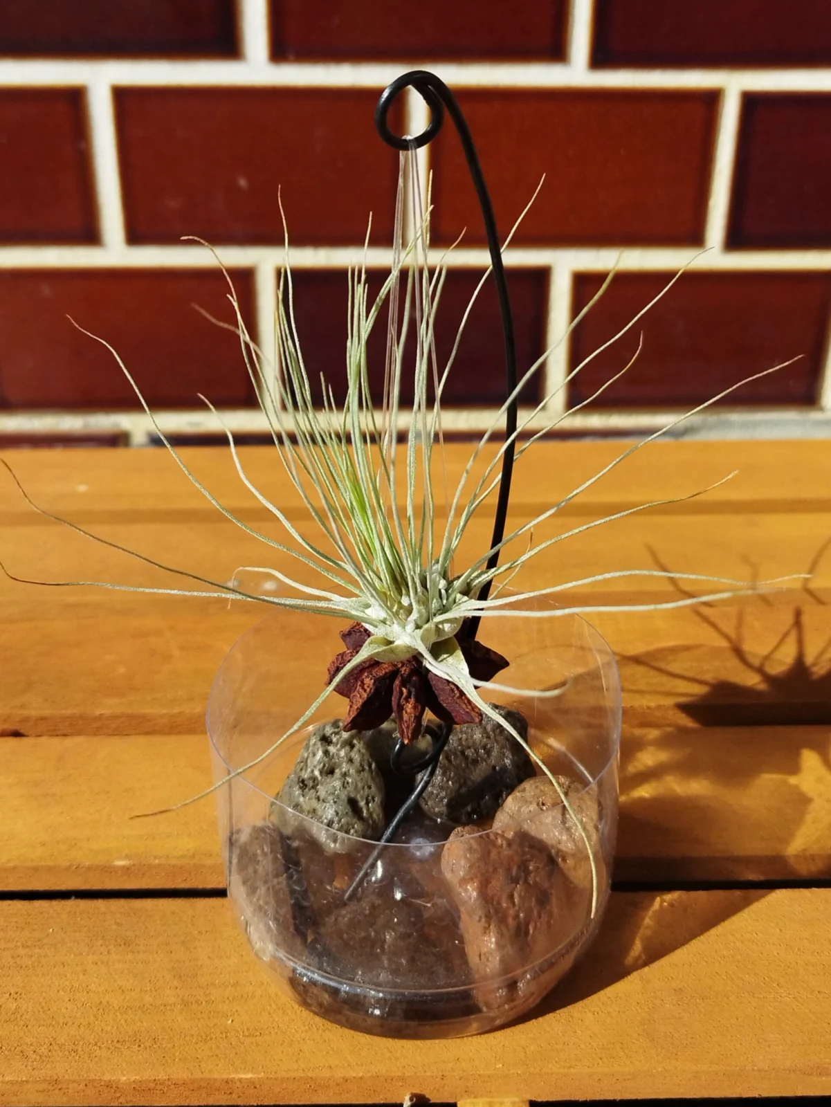 ティランジア フクシー グラシリス フックシー