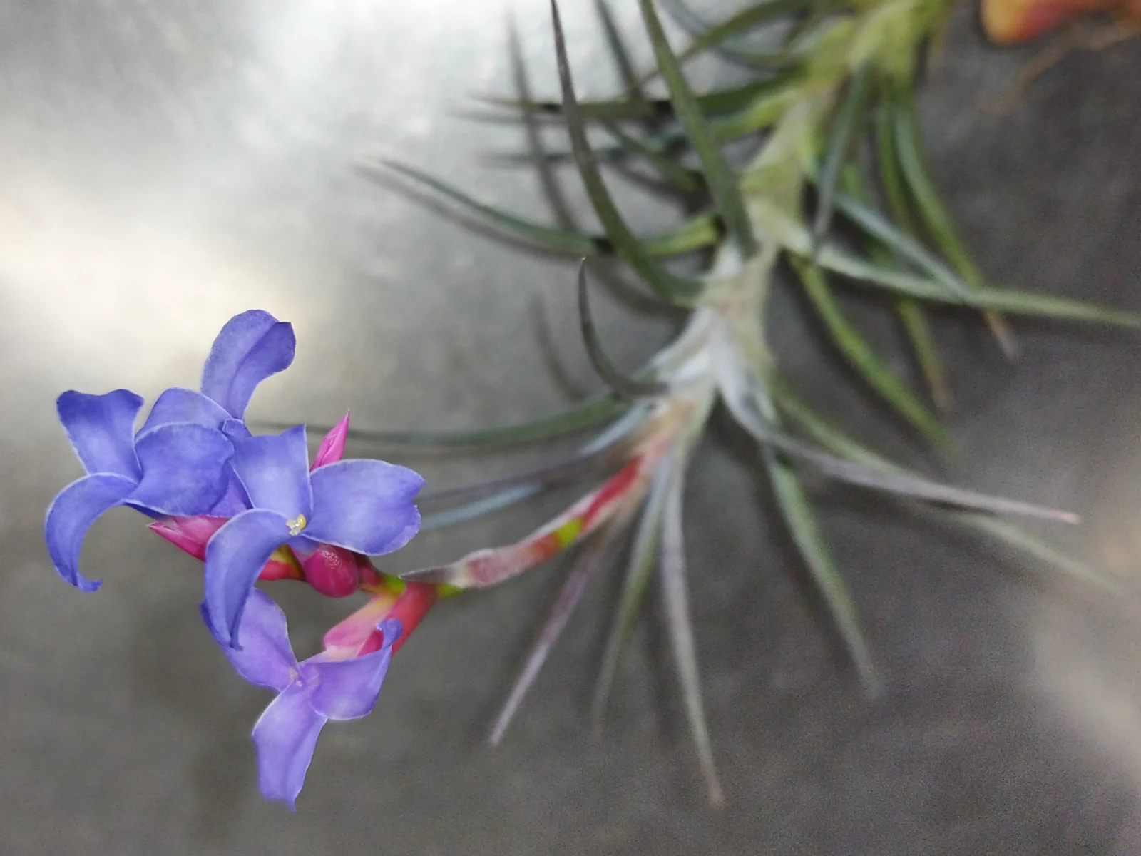 ティランジア　ジョネシー　咲いた