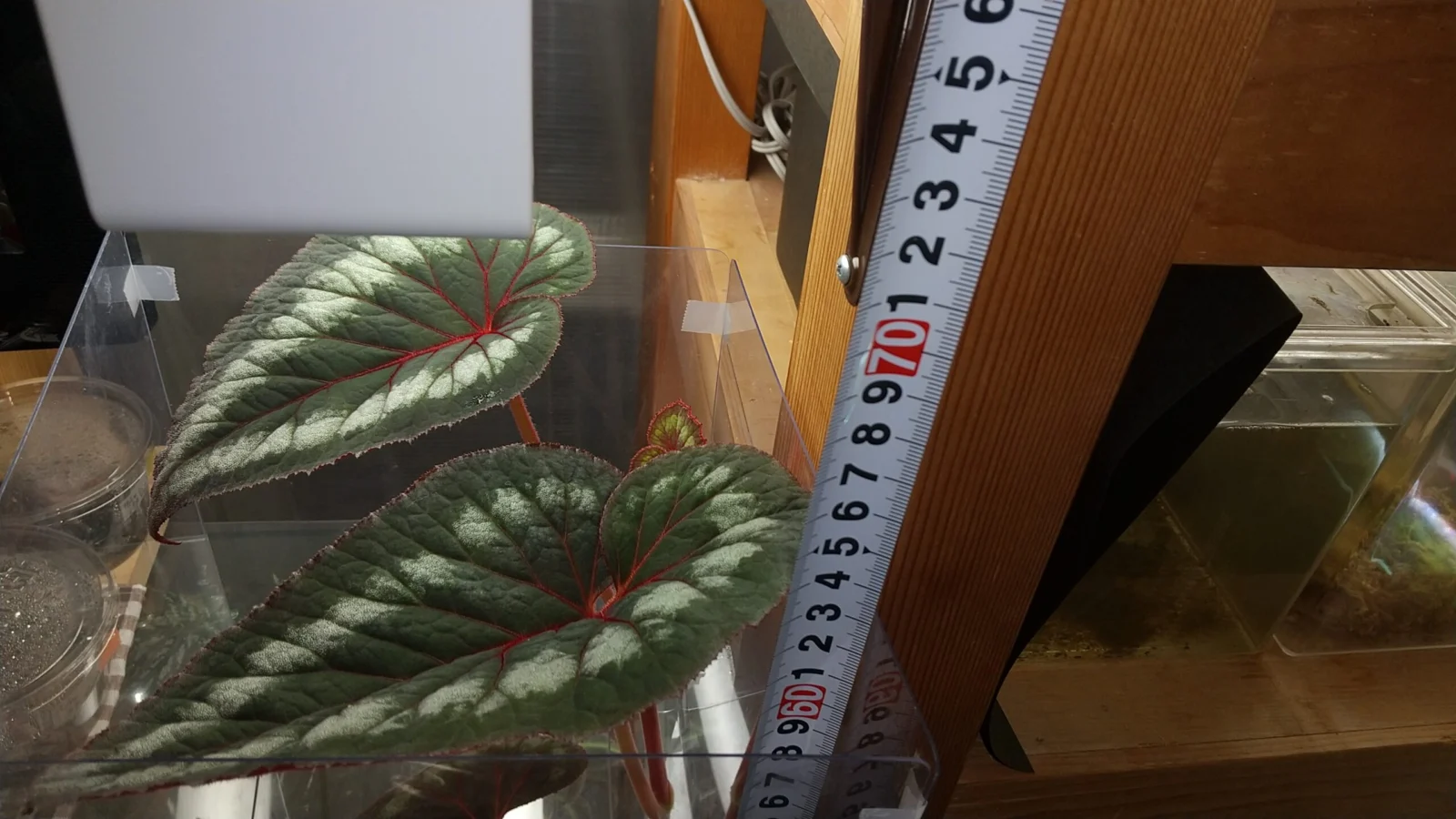 ベゴニア　カタヤーナ