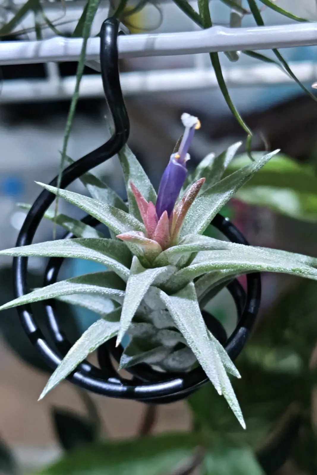 ティランジア イオナンタ？ 般若箱 花