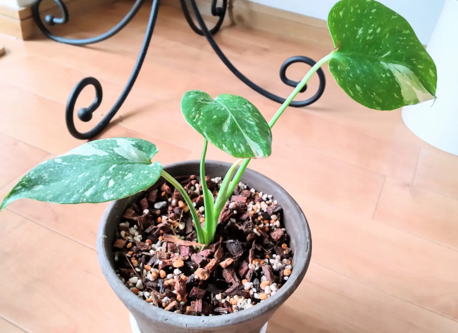 モンステラ/斑入り　１度葉が枯れてしまい駄目になった子の復活！