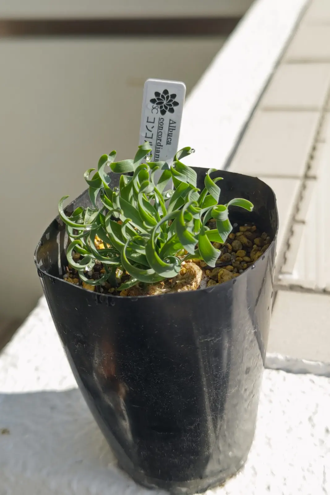 アルブカ コンコルディアナ