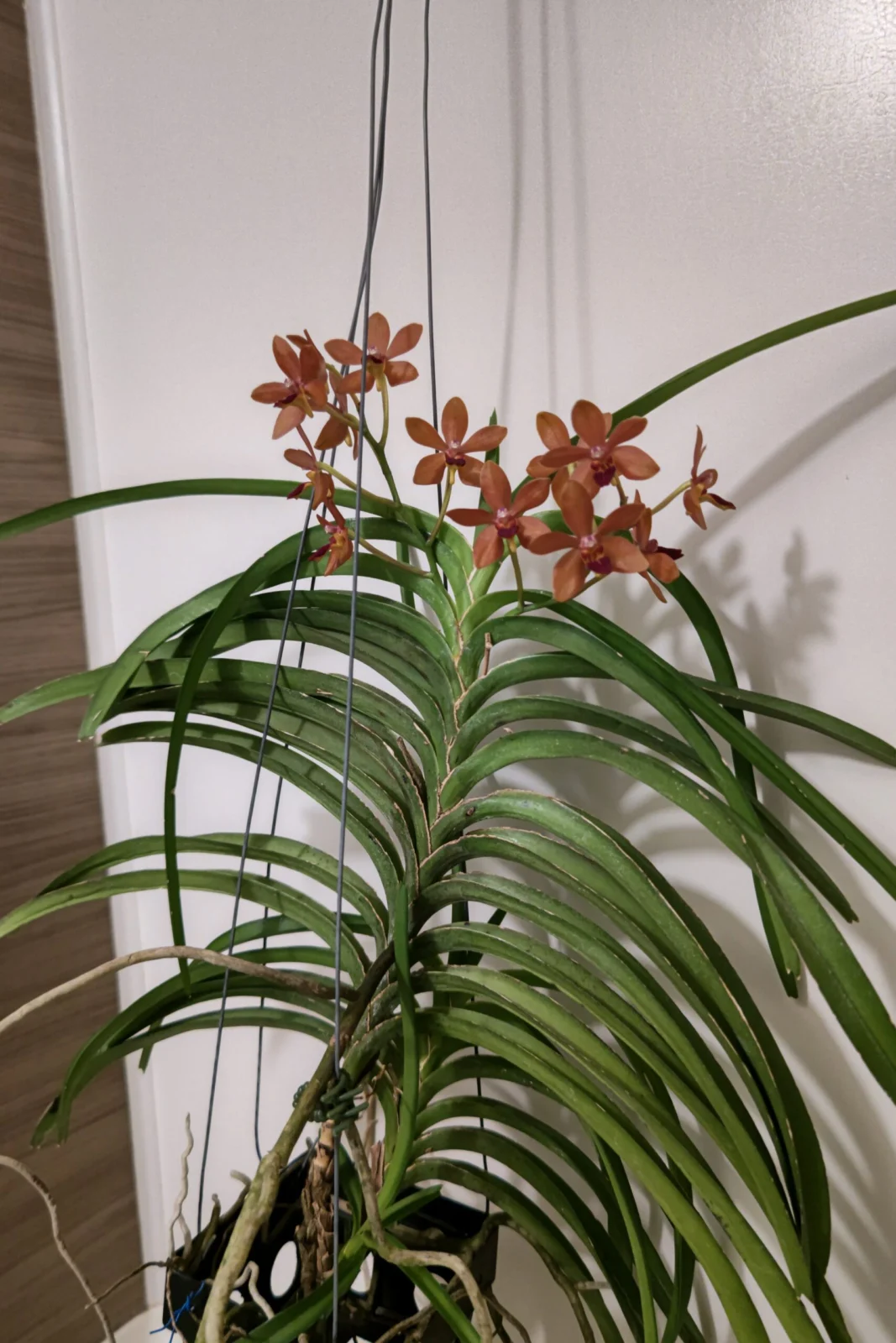 蘭 バンダ ハイブリッド 花