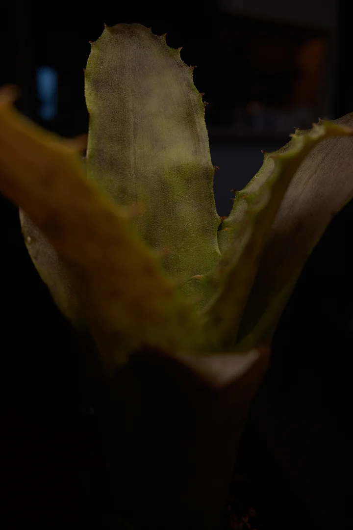 ホヘンベルギア　バールマルクシー　Hohenbergia burle-marxii