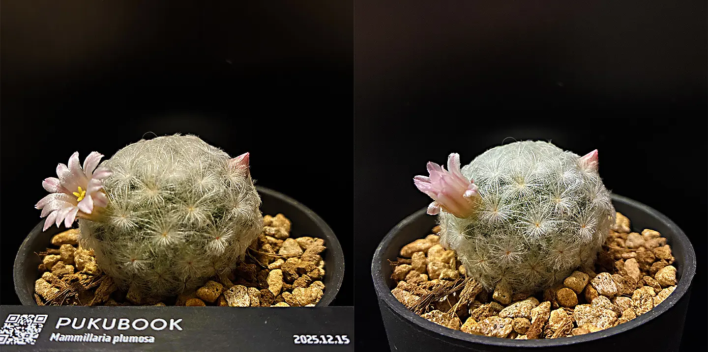 サボテン マミラリア プルモサ 白星