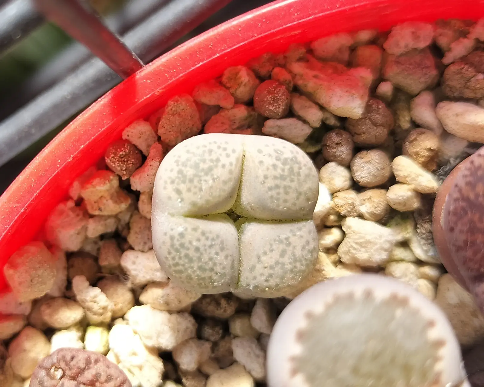 リトープス 四面