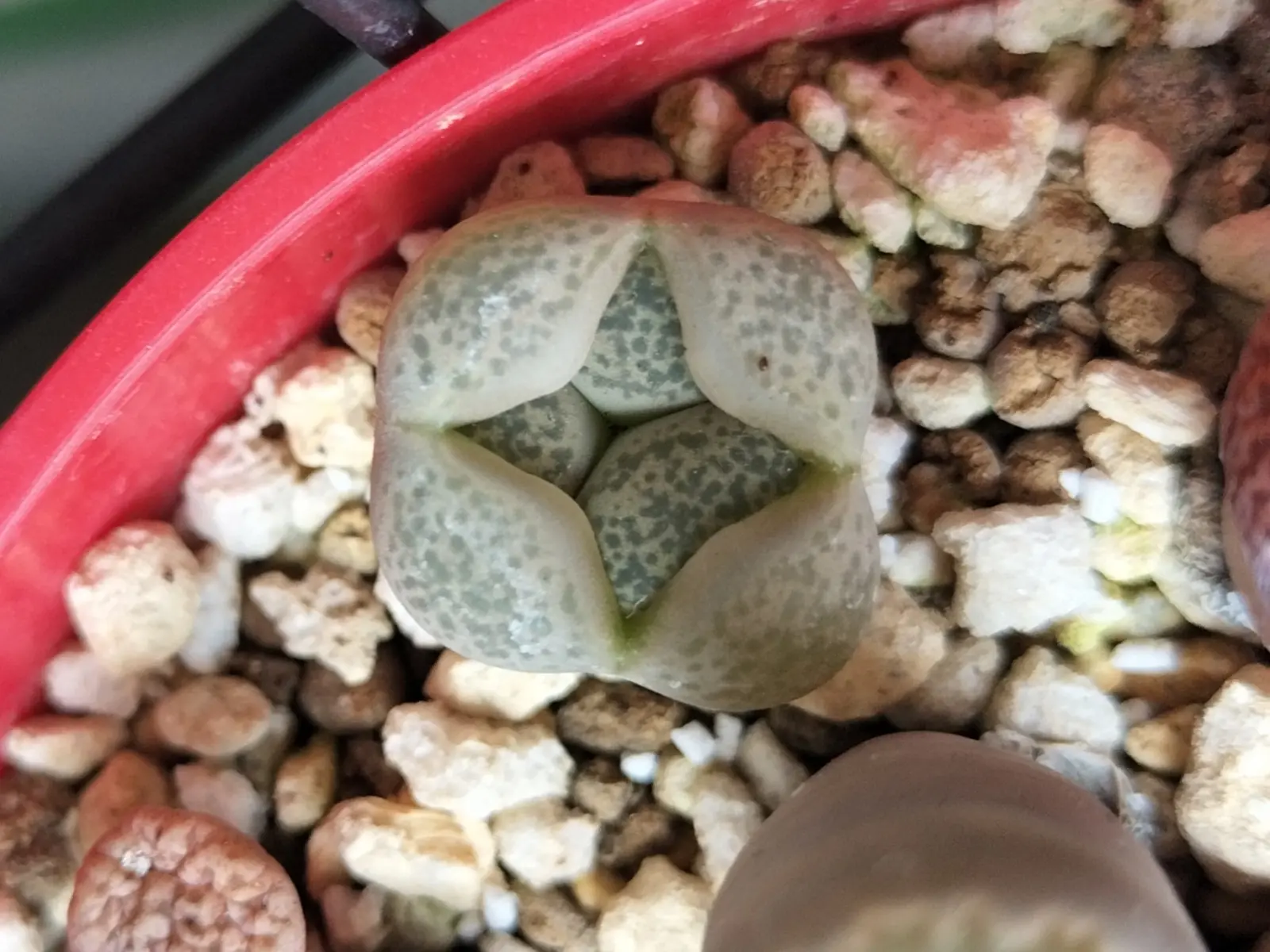 リトープス 四面 三面