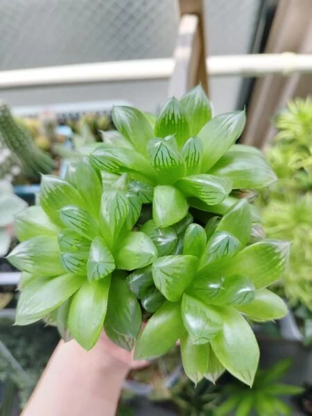 ハオルチア コモモ 腑抜け