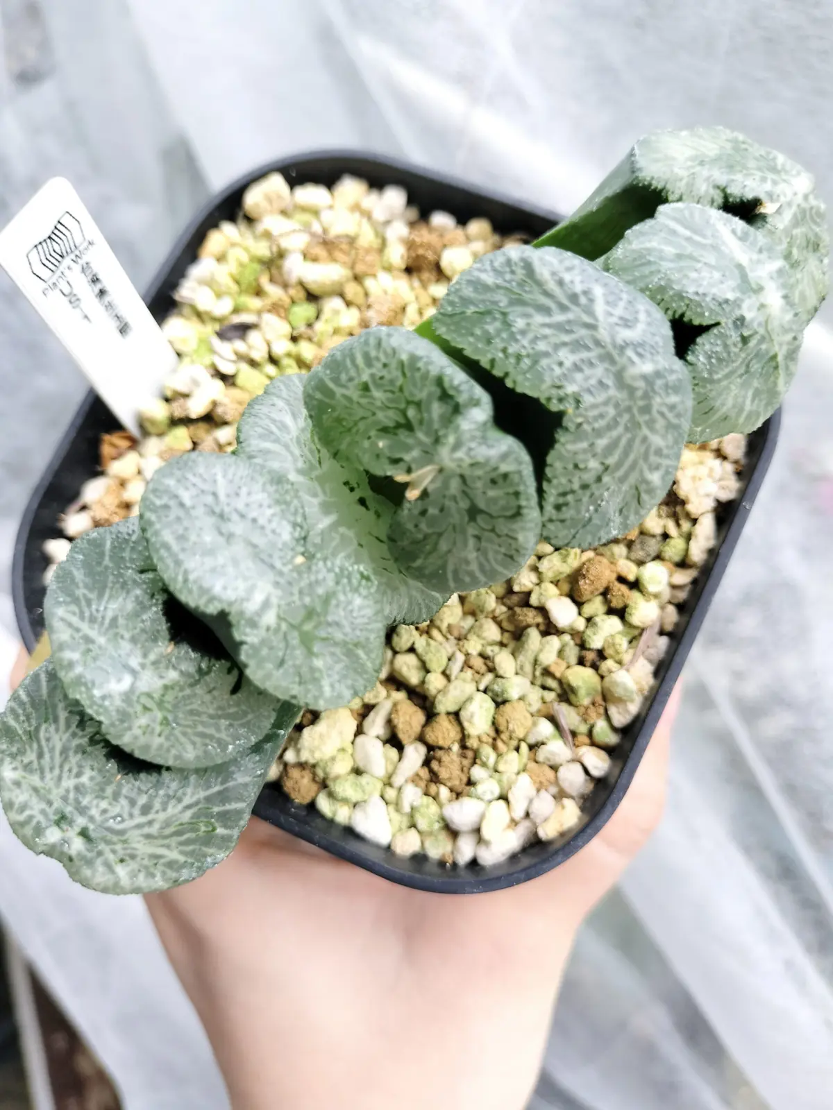 ハオルチア 台湾実生 玉扇
