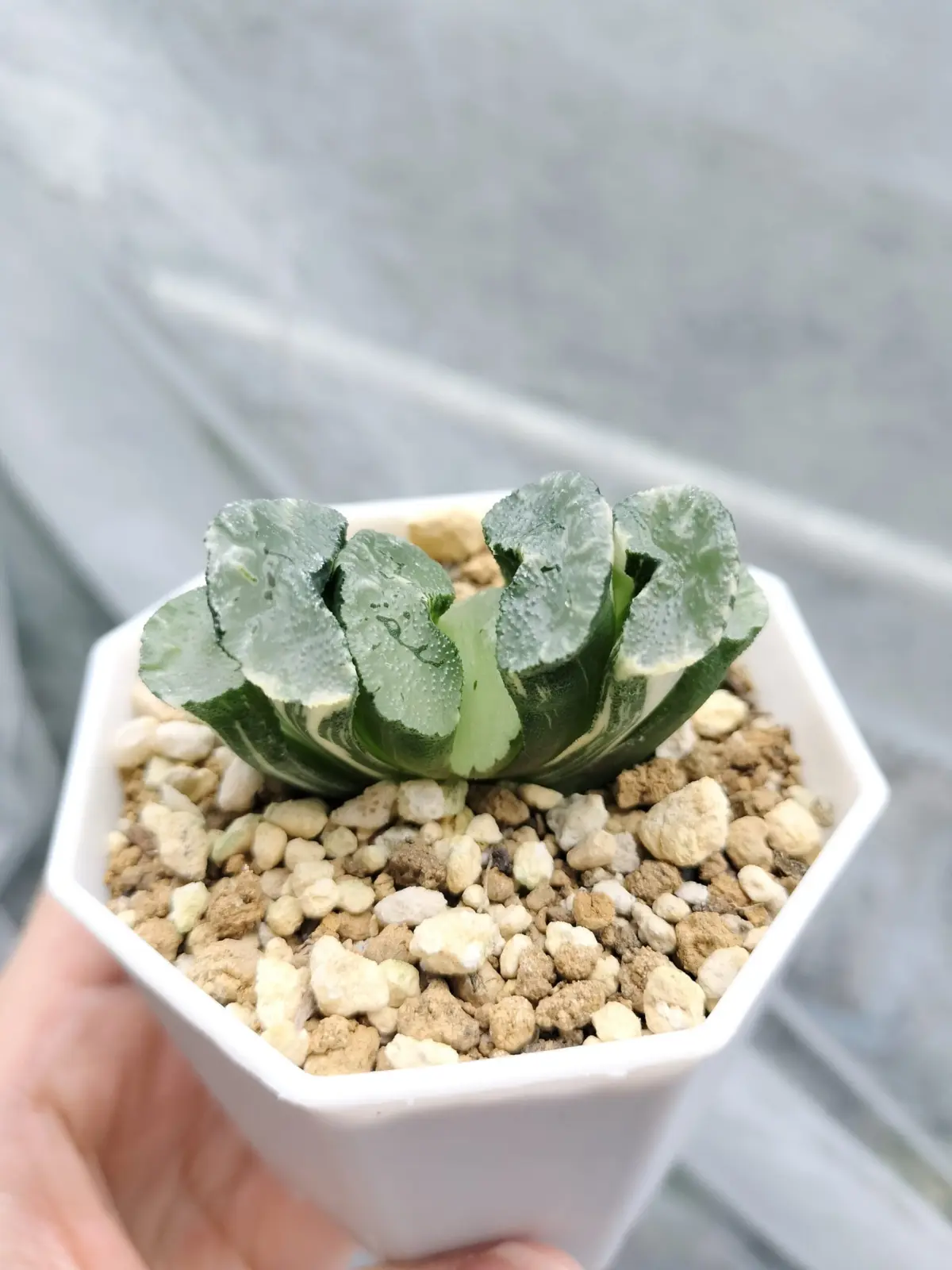 ハオルチア 玉扇錦