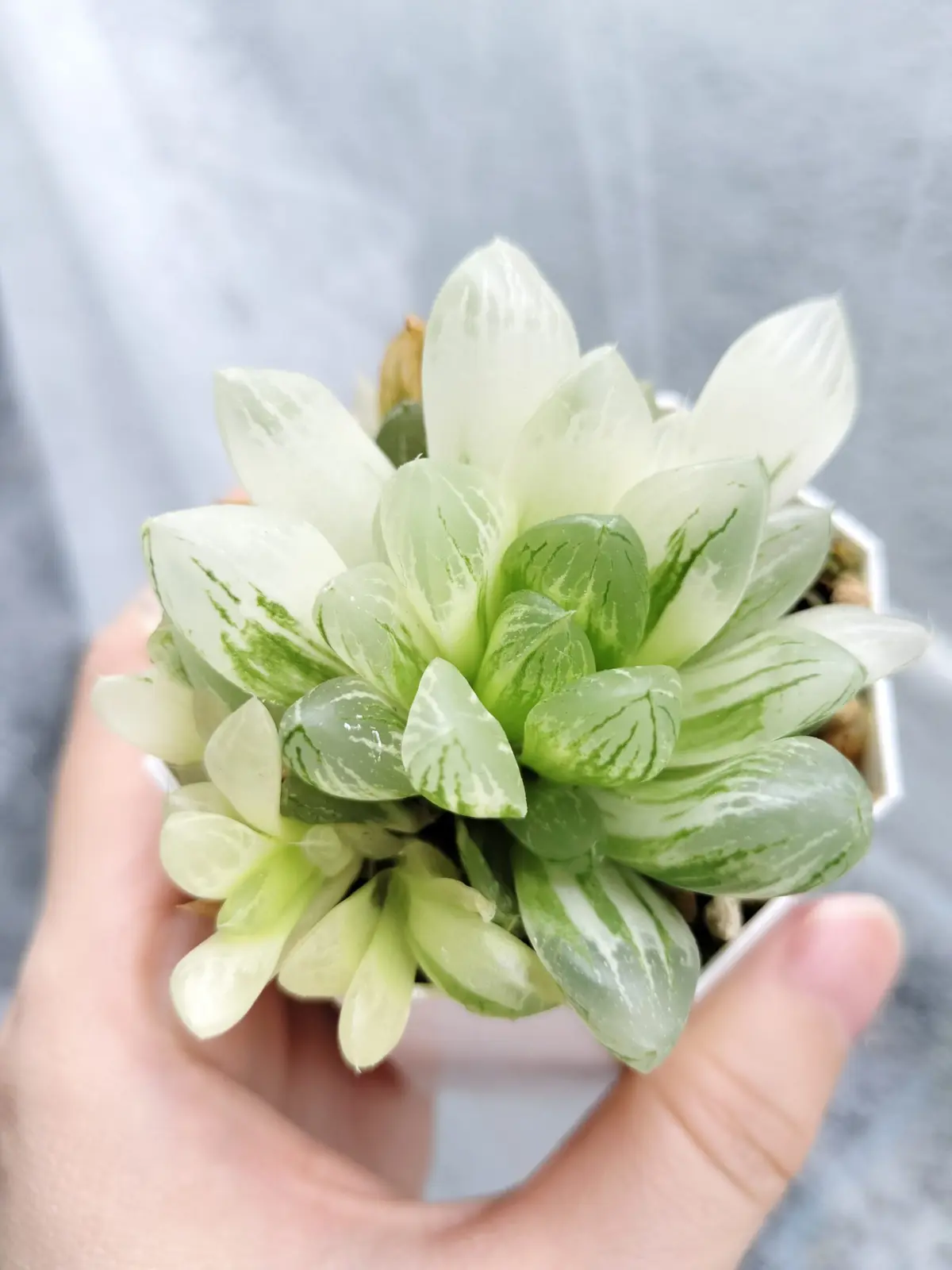 ハオルチア 雪花オブツーサ