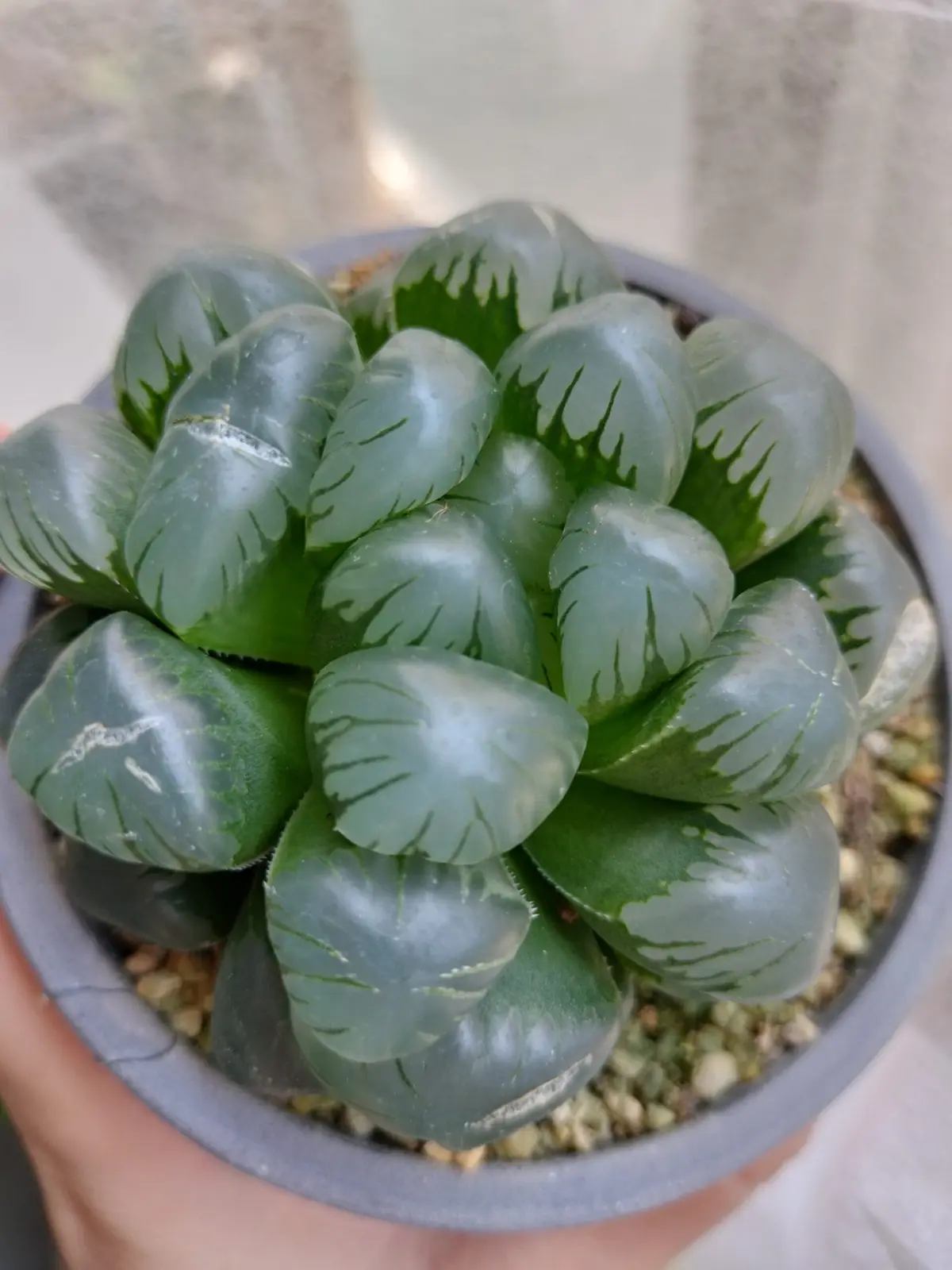ハオルチア 紫オブツーサ