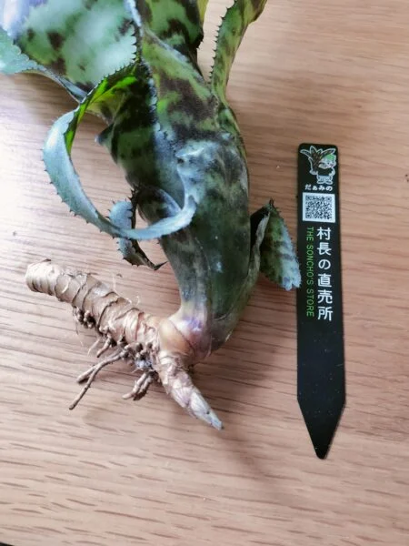 カンメア ハラワ