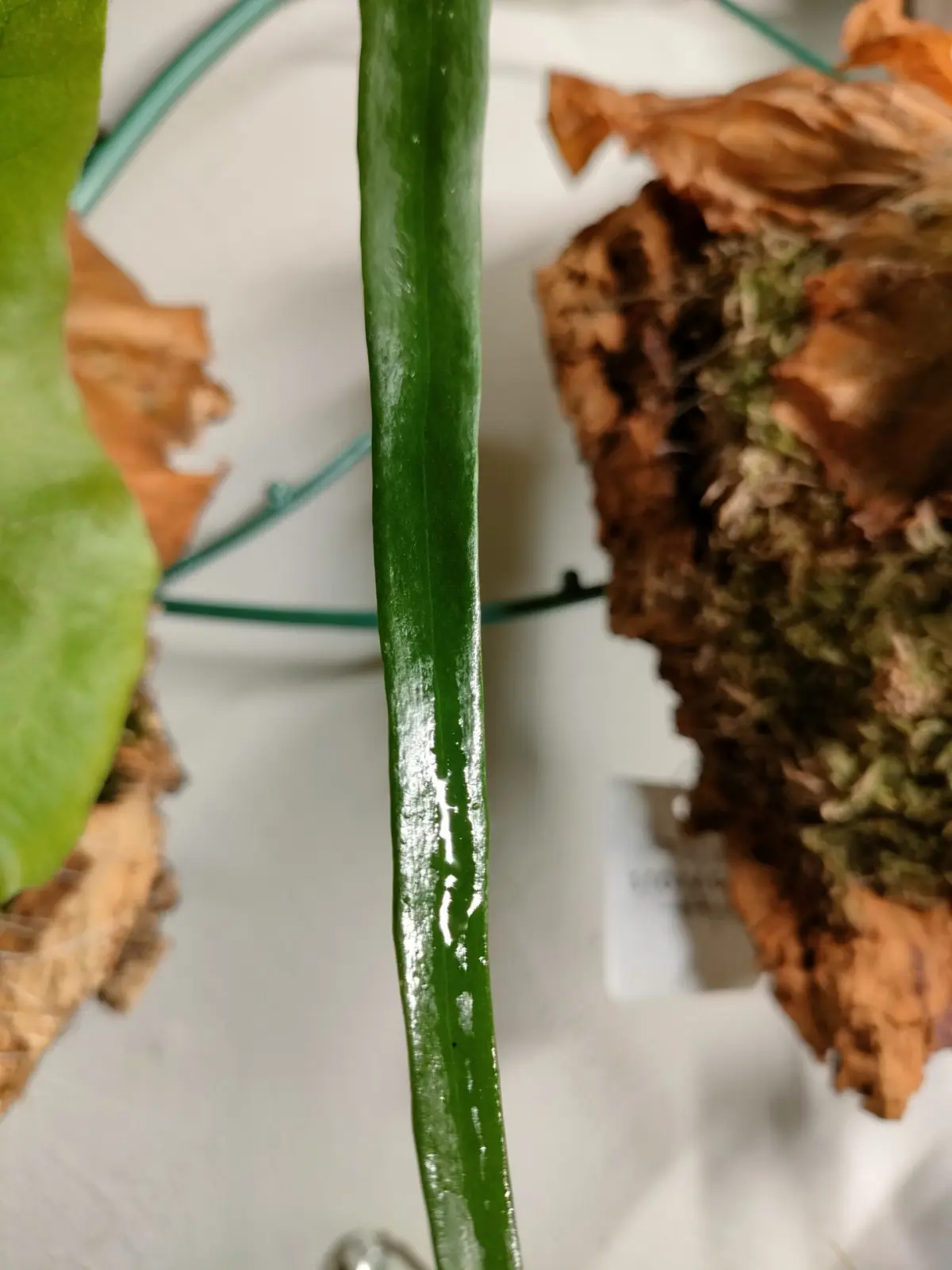 ビカクシダ　ウィリンキー