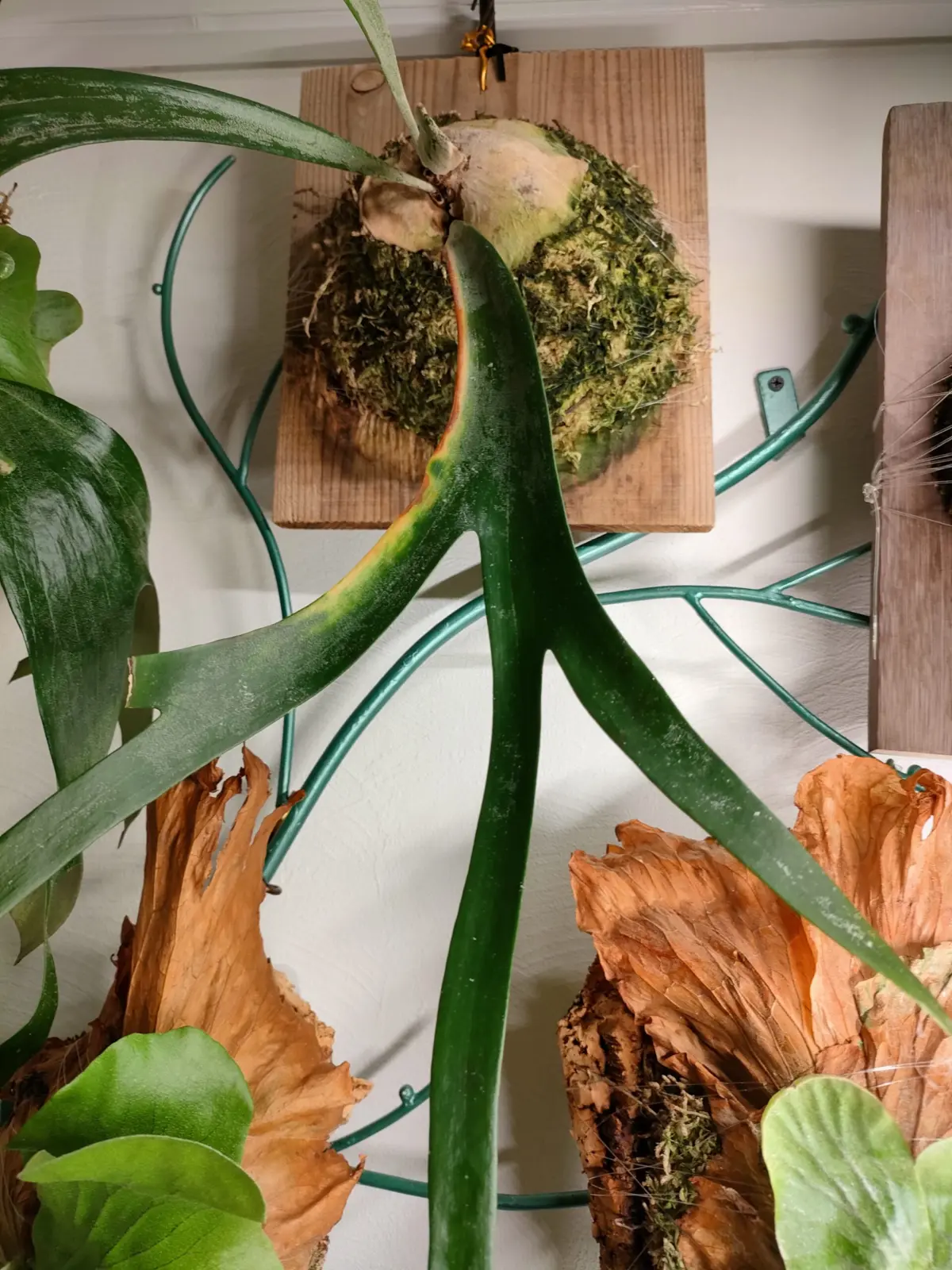 ビカクシダ　ウィリンキー