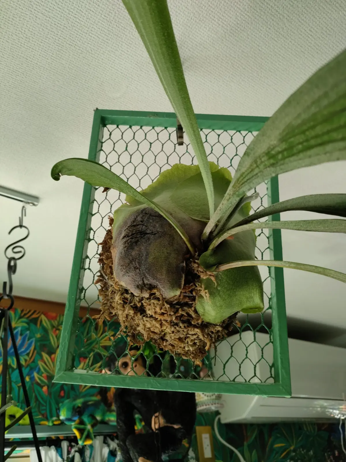 ビカクシダ　ネザーランド