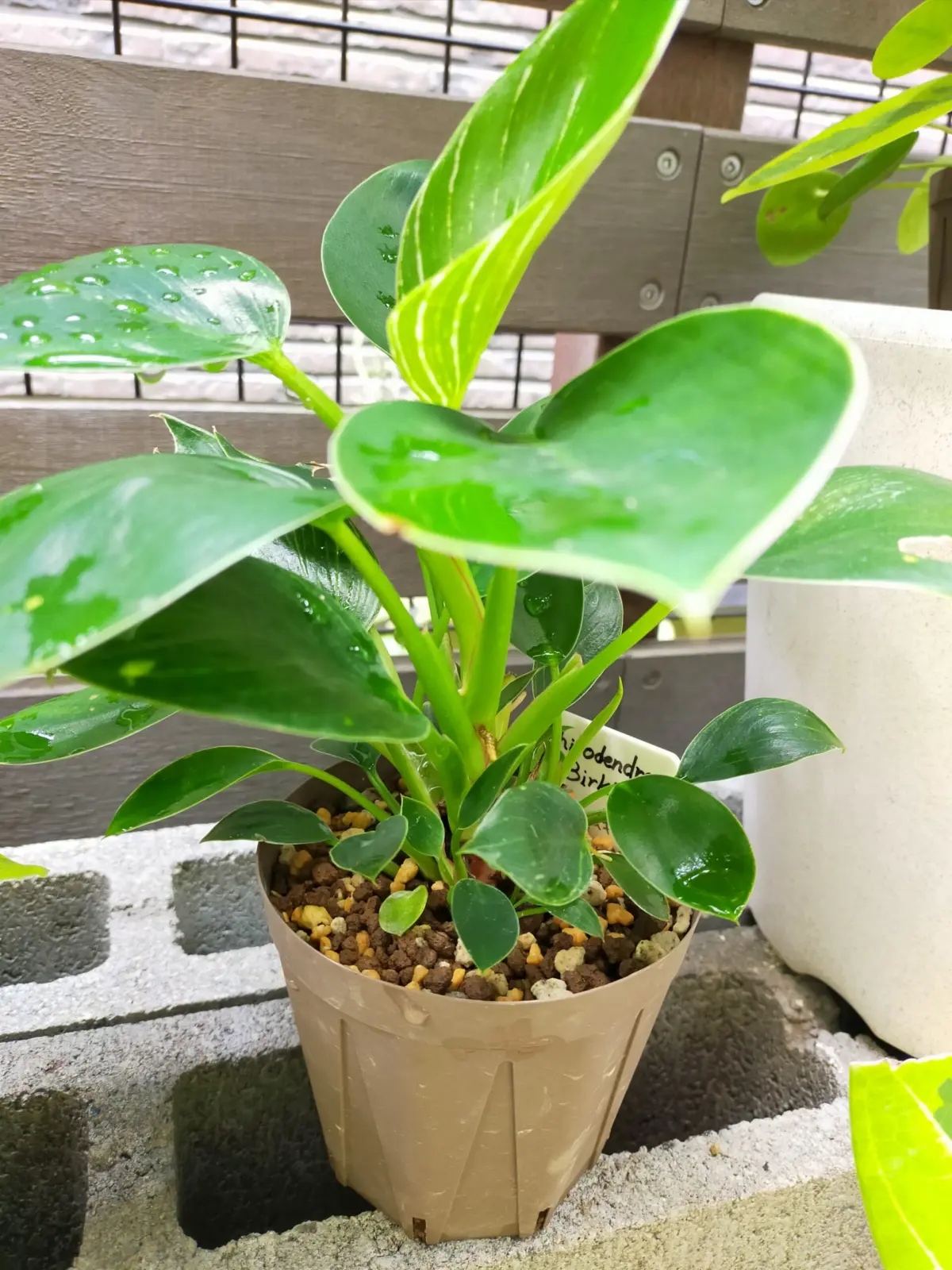 フィロデンドロン　バーキン