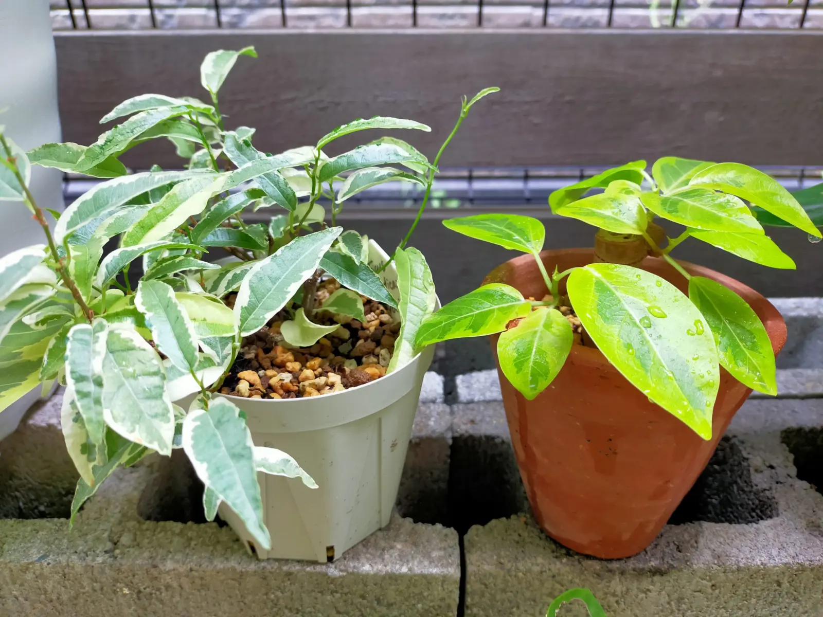 フィカス　アルテシマ