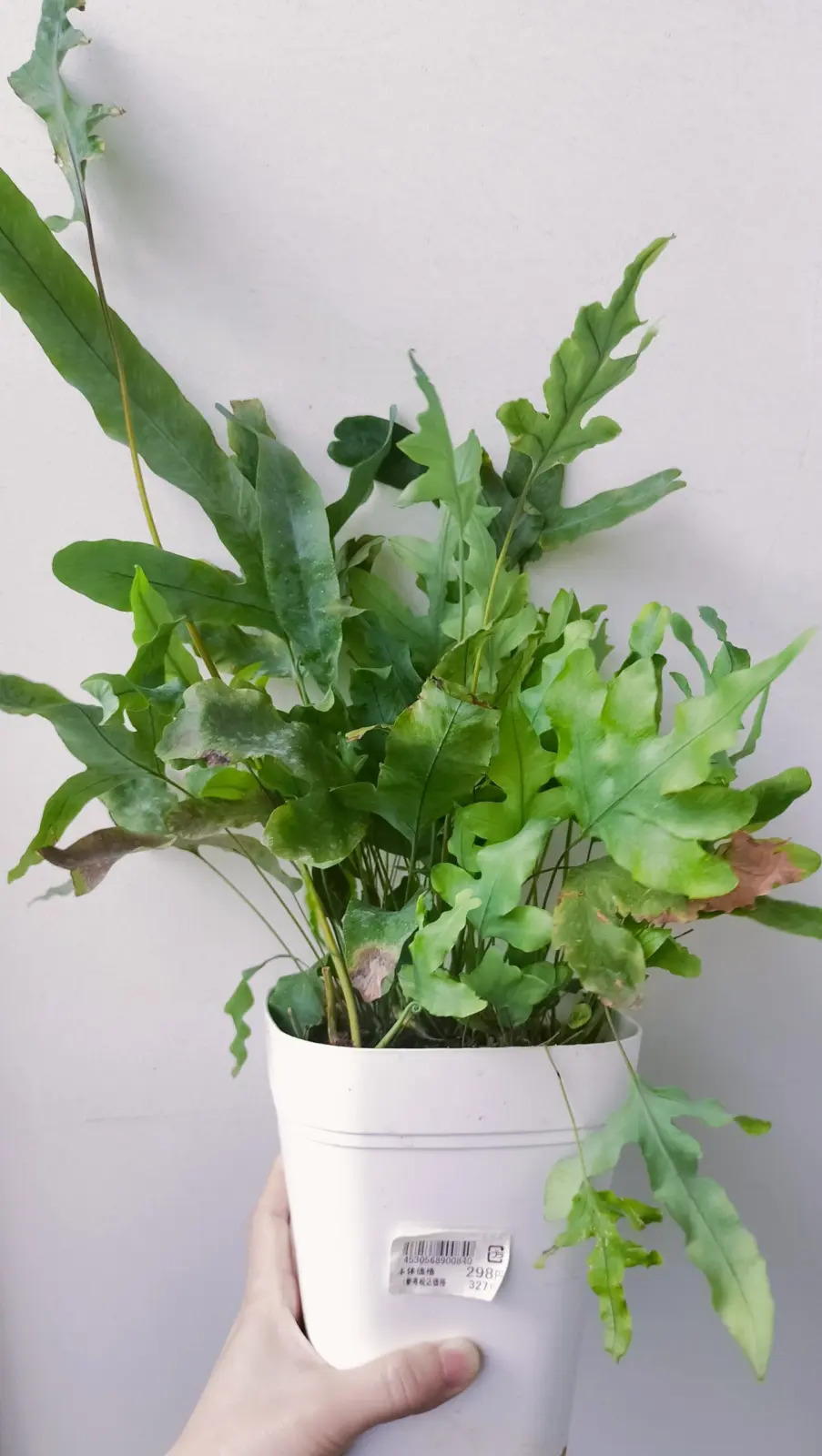 フレボディウム 298円