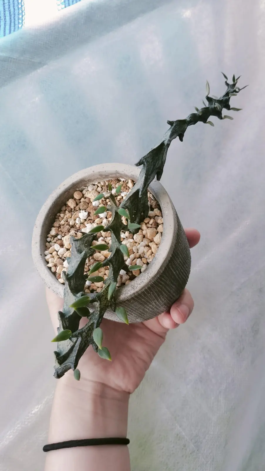 セロペギア ボッセリ