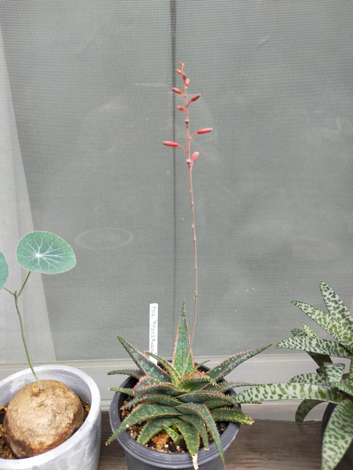 アロエ　クリスマスキャロル