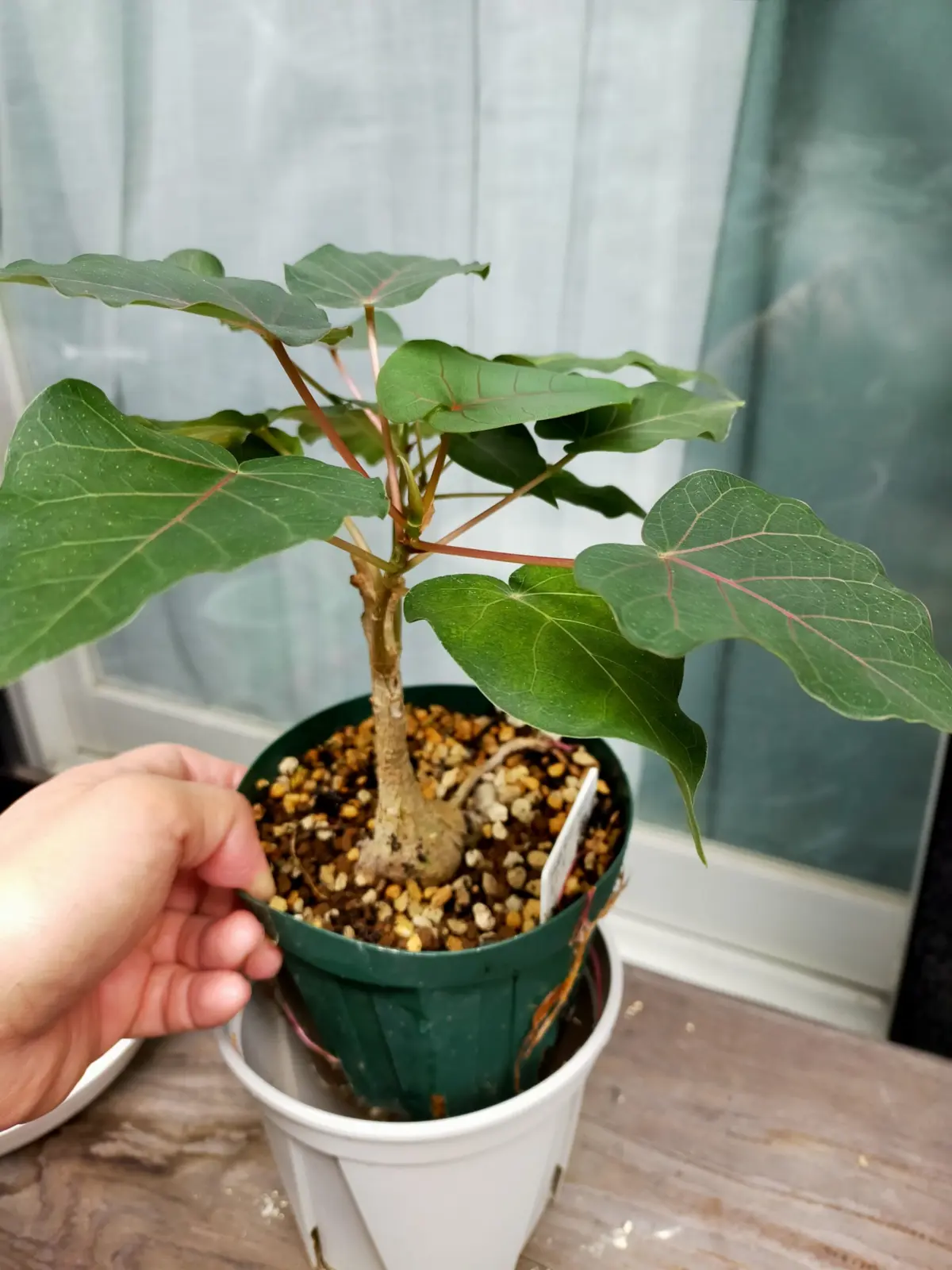 フィカス　ペティオラリス