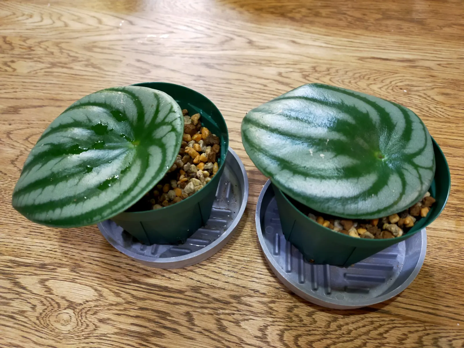 ペペロミア　サンデルシー