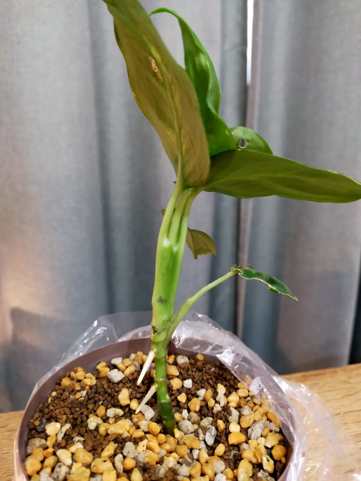 ディフェンバキア　カミーラ