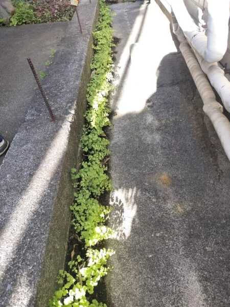 実家裏の アジアンタム