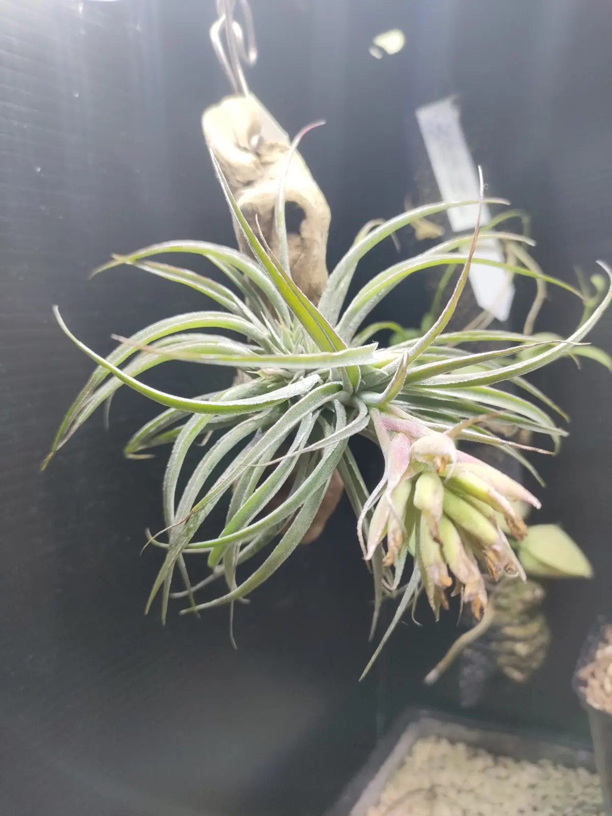 チランジア スークレイ