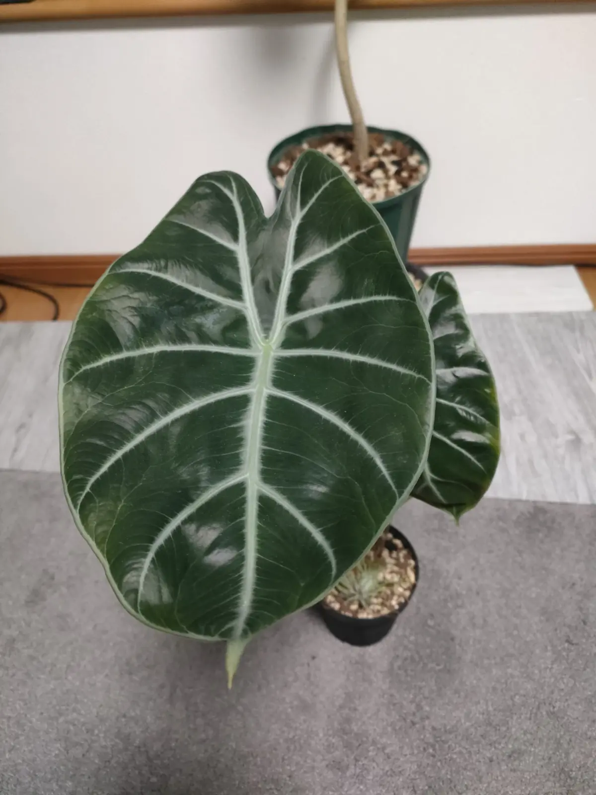 アロカシア マークキャンベル